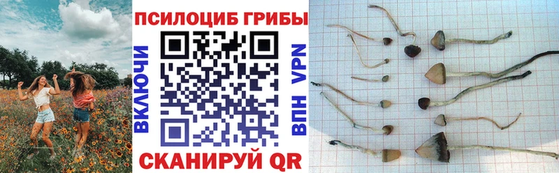 Купить  Сосновка  Псилоцибиновые грибы мицелий 